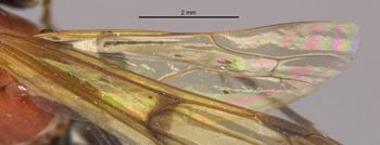 Media type: image;   Entomology 26604 Aspect: Wing hind